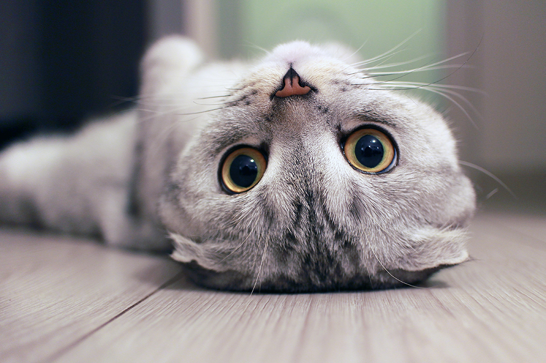 Kedi Sahipleneceklere Tavsiyeler 2