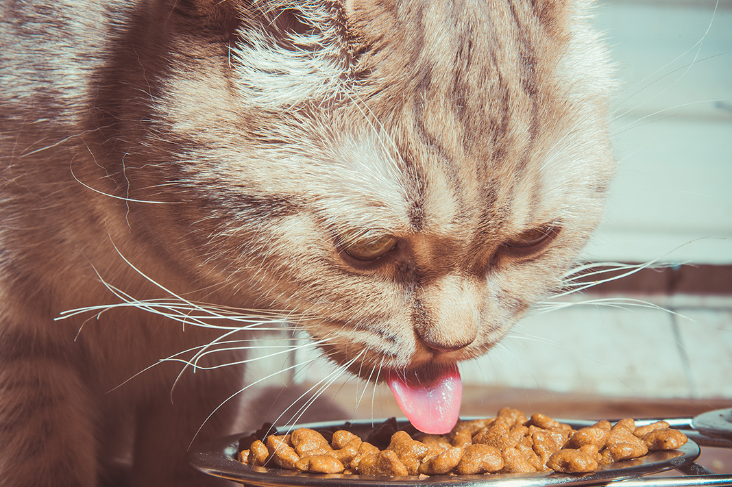 Kedi Sahipleneceklere Tavsiyeler 3