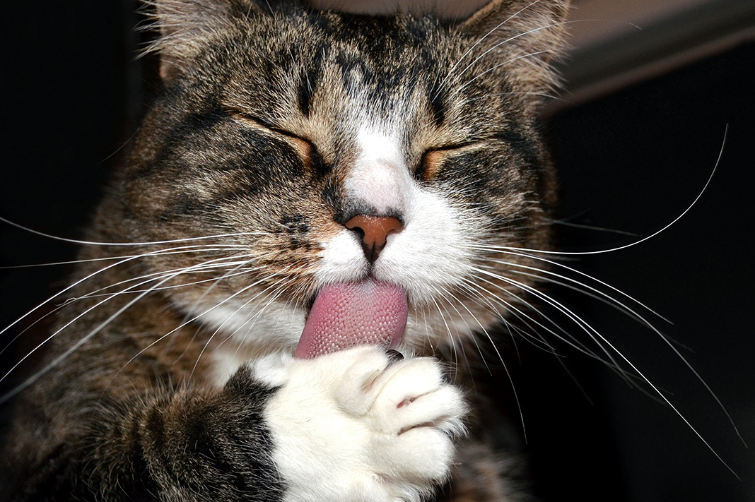 Kedi Sahipleneceklere Tavsiyeler 4