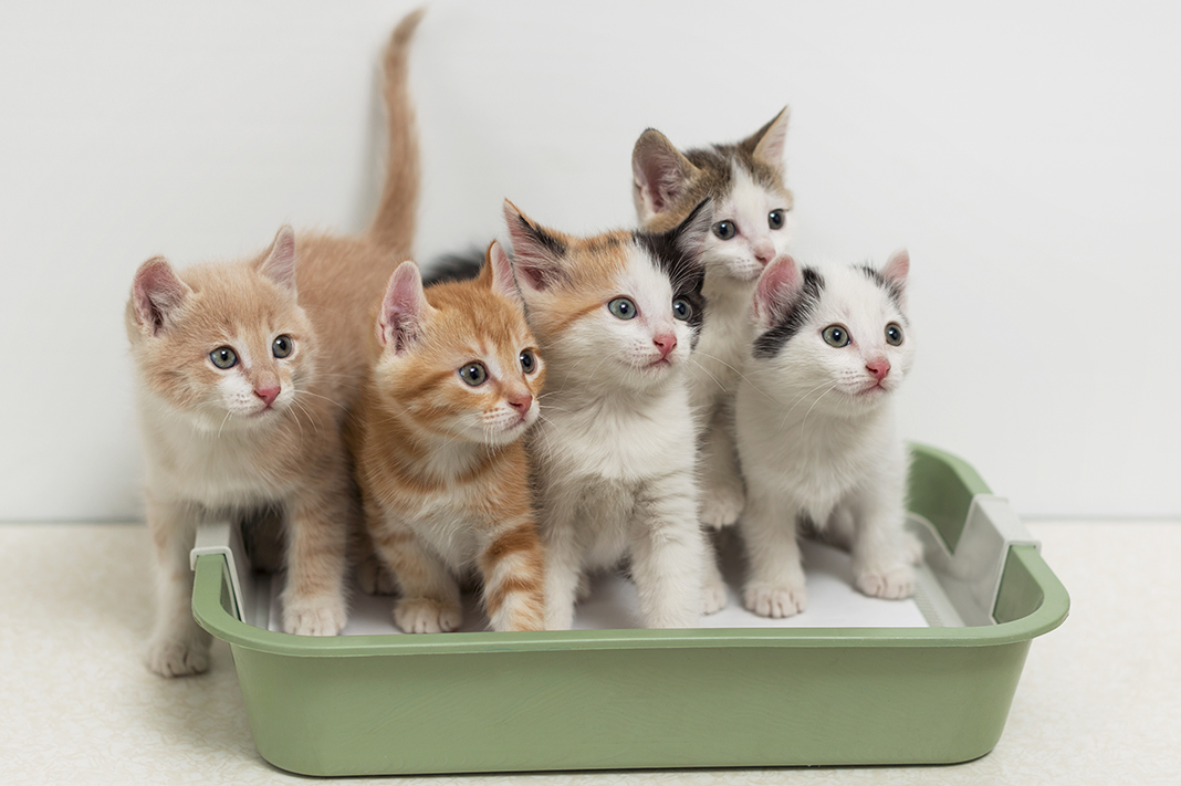 Kedi Sahipleneceklere Tavsiyeler 5