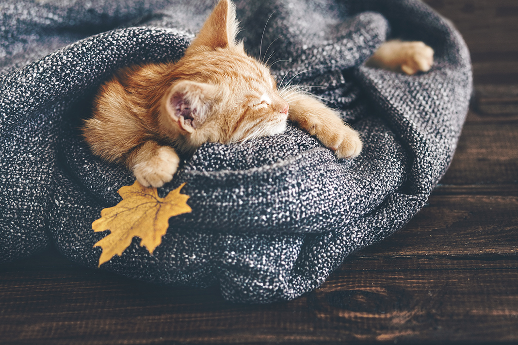 Kedi Sahipleneceklere Tavsiyeler 6