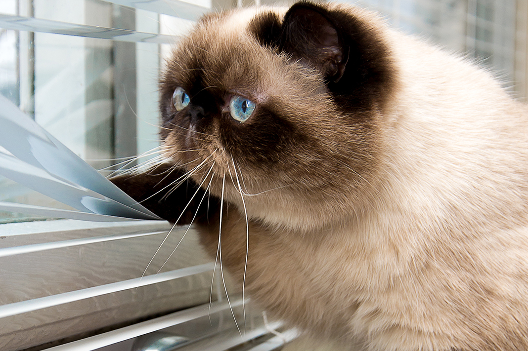 Kedi Sahipleneceklere Tavsiyeler 7