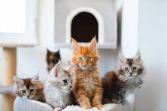 Kediler Neden Kusar Kedi Kusması Nedenleri, Belirtileri ve Evde Tedavisi