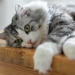 Kedilerde Hamilelik Süreci Kediler Kaç Günde ve Kaç Ayda Doğurur