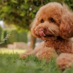 Toy Poodle Özellikleri, Bakımı ve Beslenmesi Bilmeniz Gerekenler