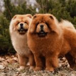 Chow Chow (Çin Aslanı) Köpeği Özellikleri, Bakımı ve Beslenmesi