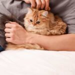 Kediler Kaç Yıl Yaşar Kedi Cinsleri ve Ortalama Ömürleri