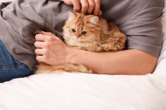 Kediler Kaç Yıl Yaşar Kedi Cinsleri ve Ortalama Ömürleri