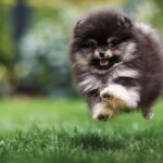 Pomeranian Boo Köpeği Özellikleri ve Bakımı